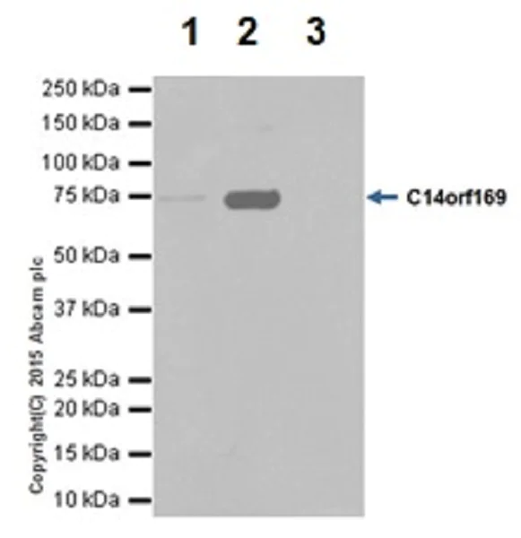 Immunoprecipitation - Anti-C14orf169 / NO66 antibody [EPR18754] - BSA and Azide free (AB251184)