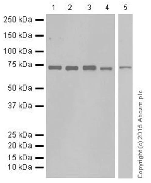 Western blot - Anti-C14orf169 / NO66 antibody [EPR18754] - BSA and Azide free (AB251184)
