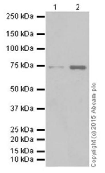 Western blot - Anti-C14orf169 / NO66 antibody [EPR18754] - BSA and Azide free (AB251184)