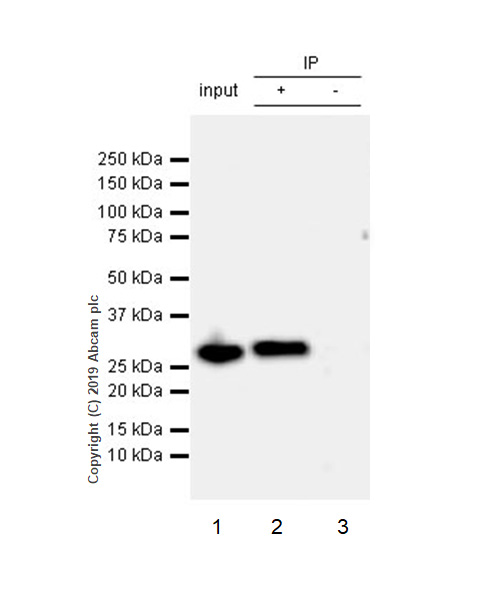 Immunoprecipitation - Anti-C15orf41 antibody [EPR21169-28] (AB215190)
