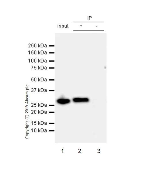 Immunoprecipitation - Anti-C15orf41 antibody [EPR21169-28] - BSA and Azide free (AB255269)