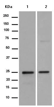 Western blot - Anti-C16orf45 antibody [EPR14087] - BSA and Azide free (AB250233)