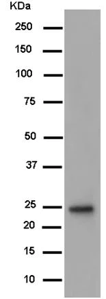 Western blot - Anti-C16orf45 antibody [EPR14087] - BSA and Azide free (AB250233)