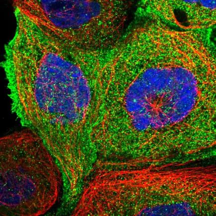 Immunocytochemistry/ Immunofluorescence - Anti-C16orf48 antibody (AB224561)