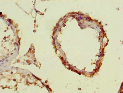 Immunohistochemistry (Formalin/PFA-fixed paraffin-embedded sections) - Anti-C16orf48 antibody (AB235343), expandable thumbnail