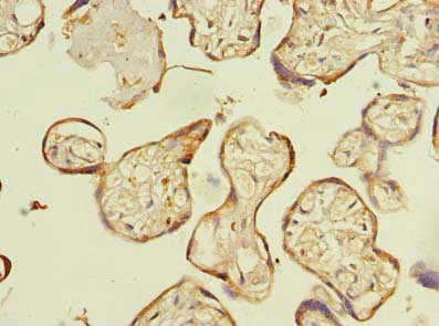 Immunohistochemistry (Formalin/PFA-fixed paraffin-embedded sections) - Anti-C16orf48 antibody (AB235343), expandable thumbnail