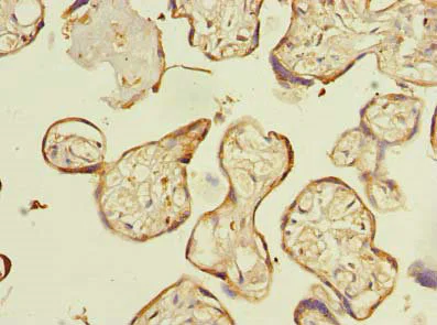 Immunohistochemistry (Formalin/PFA-fixed paraffin-embedded sections) - Anti-C16orf48 antibody (AB235343)
