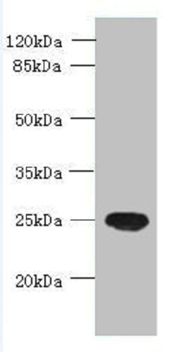 Western blot - Anti-C16orf48 antibody (AB235343), expandable thumbnail