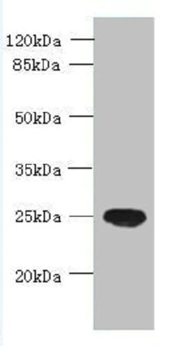 Western blot - Anti-C16orf48 antibody (AB235343)