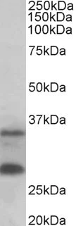 Western blot - Anti-C16orf57 antibody (AB240421)