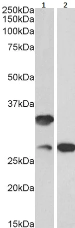 Western blot - Anti-C16orf57 antibody (AB240421)