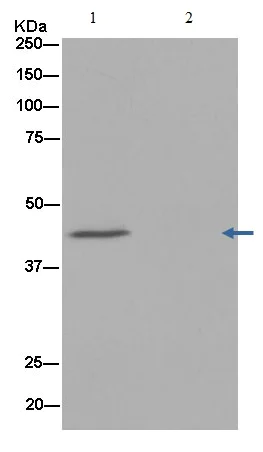 Immunoprecipitation - Anti-C16orf70 antibody [EPR14035] (AB181987)