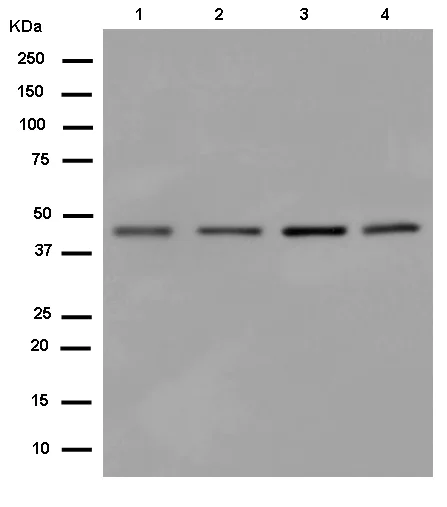 Western blot - Anti-C16orf70 antibody [EPR14035] - BSA and Azide free (AB250554)