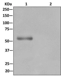 Immunoprecipitation - Anti-C16orf88 antibody [EPR12561] - BSA and Azide free (AB249981)