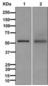 Western blot - Anti-C16orf88 antibody [EPR12561] - BSA and Azide free (AB249981)