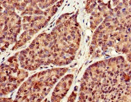 Immunohistochemistry (Formalin/PFA-fixed paraffin-embedded sections) - Anti-C18orf22/RBFA antibody (AB224741)