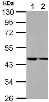 Western blot - Anti-C18orf25 antibody (AB151616)