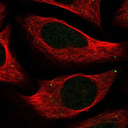 Immunocytochemistry/ Immunofluorescence - Anti-C18orf32 antibody (AB122677)