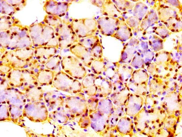 Immunohistochemistry (Formalin/PFA-fixed paraffin-embedded sections) - Anti-C19orf2 antibody (AB235398)