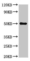 Western blot - Anti-C19orf2 antibody (AB235398)