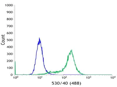 Flow Cytometry (Intracellular) - Anti-C19orf2 antibody [SP215] - C-terminal (AB183310)