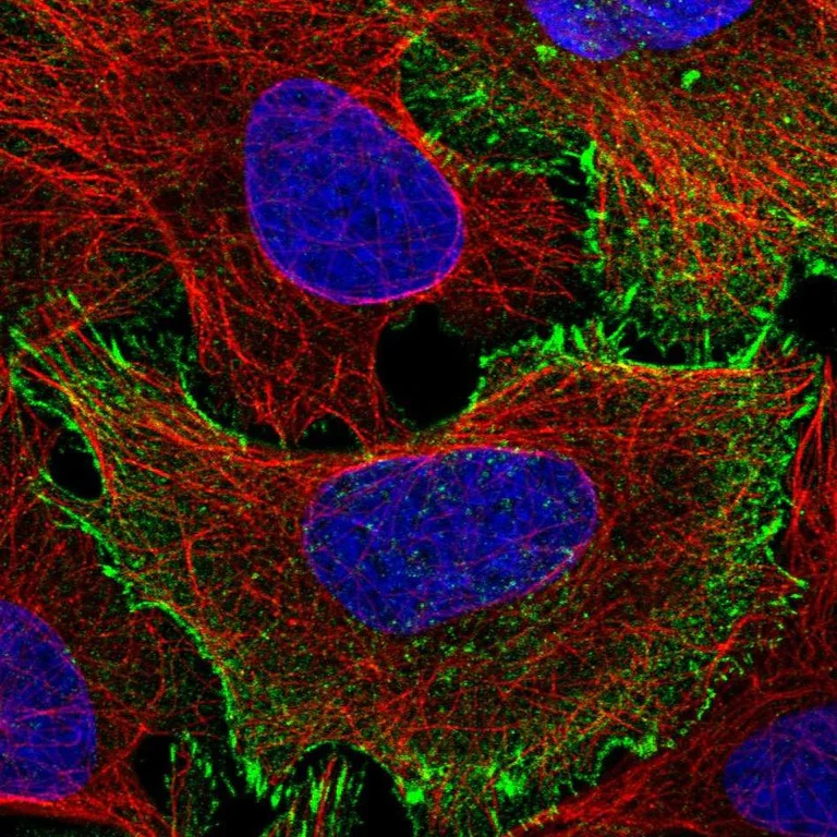 Immunocytochemistry/ Immunofluorescence - Anti-C19orf21 antibody (AB254919)