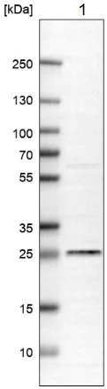 Western blot - Anti-C19orf63 antibody (AB185365)