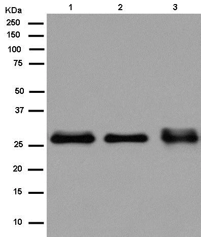 Western blot - Anti-C19orf63 antibody [EPR13223-65] (AB180148)