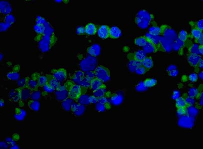 Immunocytochemistry/ Immunofluorescence - Anti-C19orf63 antibody [EPR13223] (AB181209)