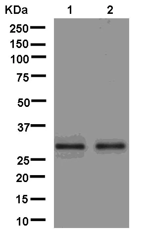 Western blot - Anti-C19orf63 antibody [EPR13223] (AB181209)