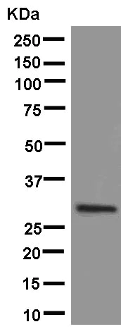 Western blot - Anti-C19orf63 antibody [EPR13223] (AB181209)