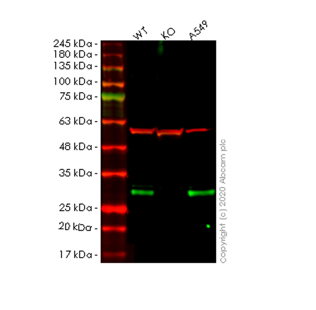 Western blot - Anti-C19orf63 antibody [EPR13223] - BSA and Azide free (AB250428), expandable thumbnail