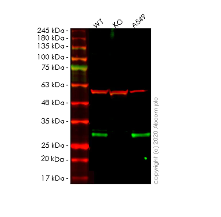Western blot - Anti-C19orf63 antibody [EPR13223] - BSA and Azide free (AB250428)