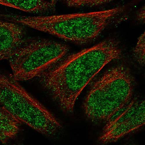 Immunocytochemistry/ Immunofluorescence - Anti-C19orf66 antibody (AB122765)