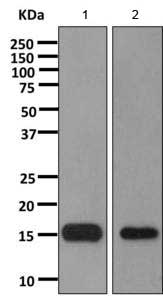 Western blot - Anti-C1D antibody [EPR11122] (AB166897), expandable thumbnail