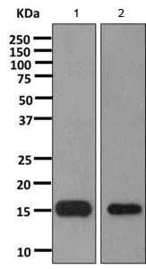 Western blot - Anti-C1D antibody [EPR11122] - BSA and Azide free (AB249380)