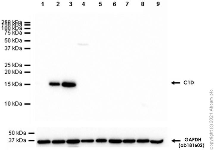 Western blot - Anti-C1D antibody [EPR11122] - BSA and Azide free (AB249380), expandable thumbnail