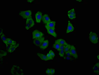Immunocytochemistry/ Immunofluorescence - Anti-C1GALT1 antibody (AB237734)