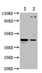 Western blot - Anti-C1GALT1 antibody (AB237734)