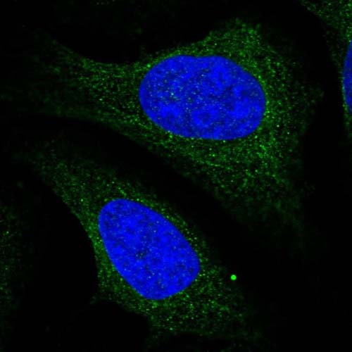 Immunocytochemistry/ Immunofluorescence - Anti-C1orf123 antibody (AB122865), expandable thumbnail