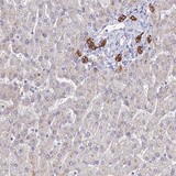 Immunohistochemistry (Formalin/PFA-fixed paraffin-embedded sections) - Anti-C1orf123 antibody (AB122865), expandable thumbnail