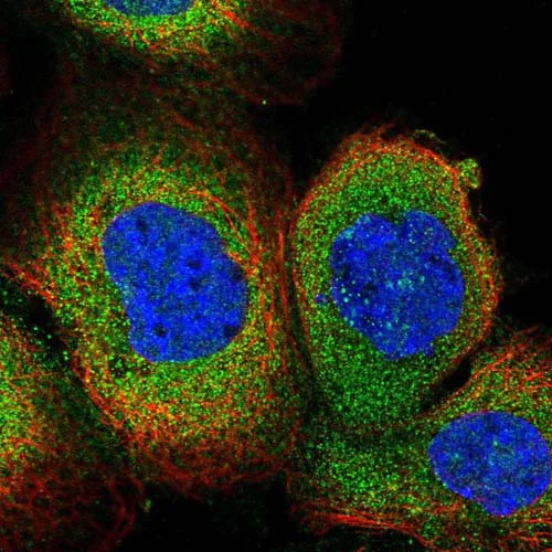 Immunocytochemistry/ Immunofluorescence - Anti-C1orf192 antibody (AB126543)