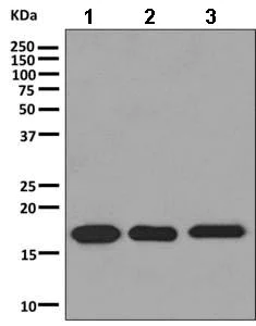 Western blot - Anti-C1orf41 antibody [EPR10636] (AB156572)