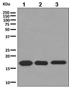 Western blot - Anti-C1orf41 antibody [EPR10636] - BSA and Azide free (AB249267)