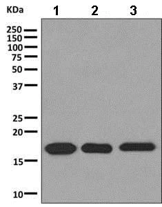 Western blot - Anti-C1orf41 antibody [EPR10636] - BSA and Azide free (AB249267)