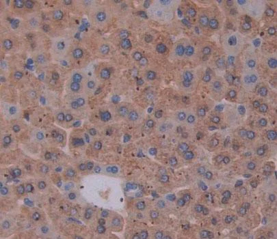 Immunohistochemistry (Formalin/PFA-fixed paraffin-embedded sections) - Anti-C1orf85 antibody (AB231317)