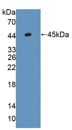 Western blot - Anti-C1orf85 antibody (AB231317)