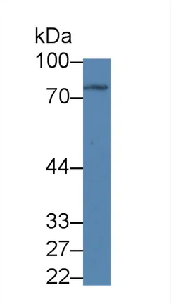 Western blot - Anti-C1orf85 antibody (AB231317)