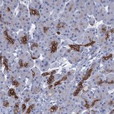 Immunohistochemistry (Formalin/PFA-fixed paraffin-embedded sections) - Anti-C1orf86 antibody (AB122511), expandable thumbnail
