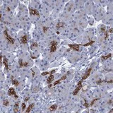 Immunohistochemistry (Formalin/PFA-fixed paraffin-embedded sections) - Anti-C1orf86 antibody (AB122511)